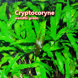 Cryptocoryne wendtii green